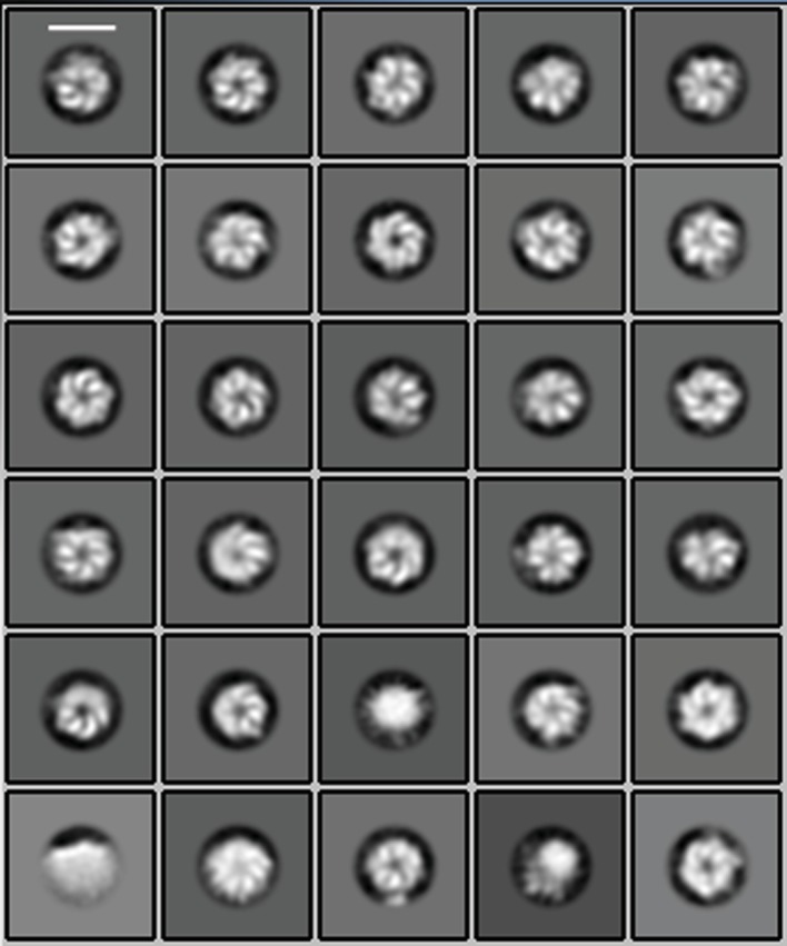 Figure 2—figure supplement 1.