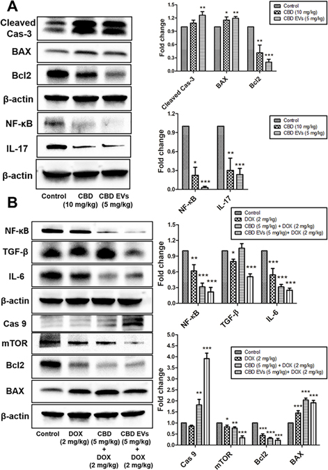 Figure 7: