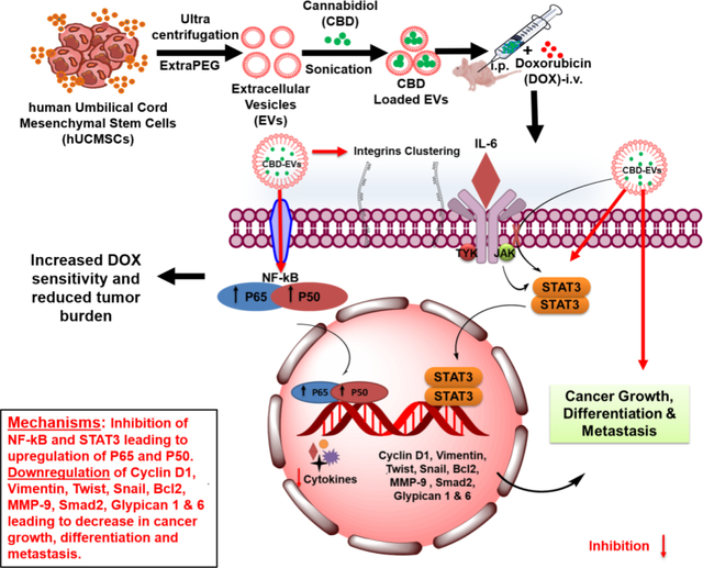 graphic file with name nihms-1739672-f0001.jpg