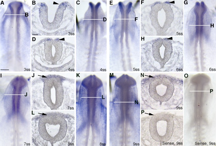 FIGURE 4: