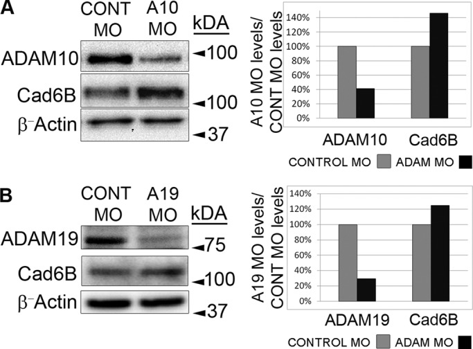 FIGURE 6: