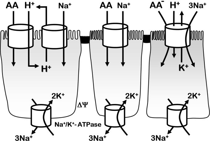 Fig. 6