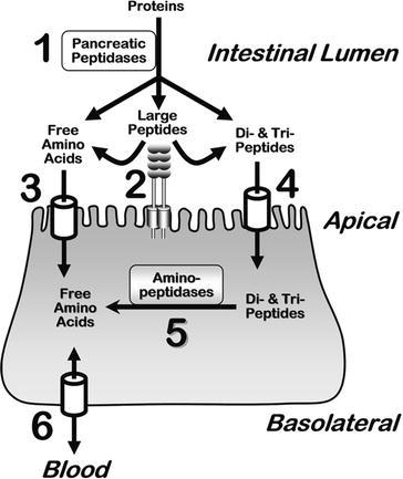 Fig. 5