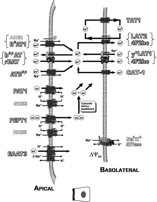 Fig. 7