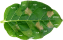 FIG 5