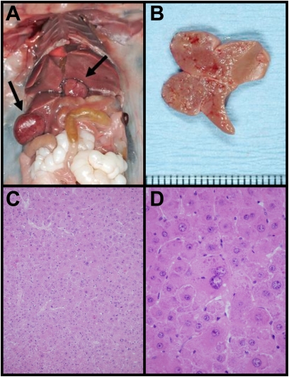 Fig. 5.