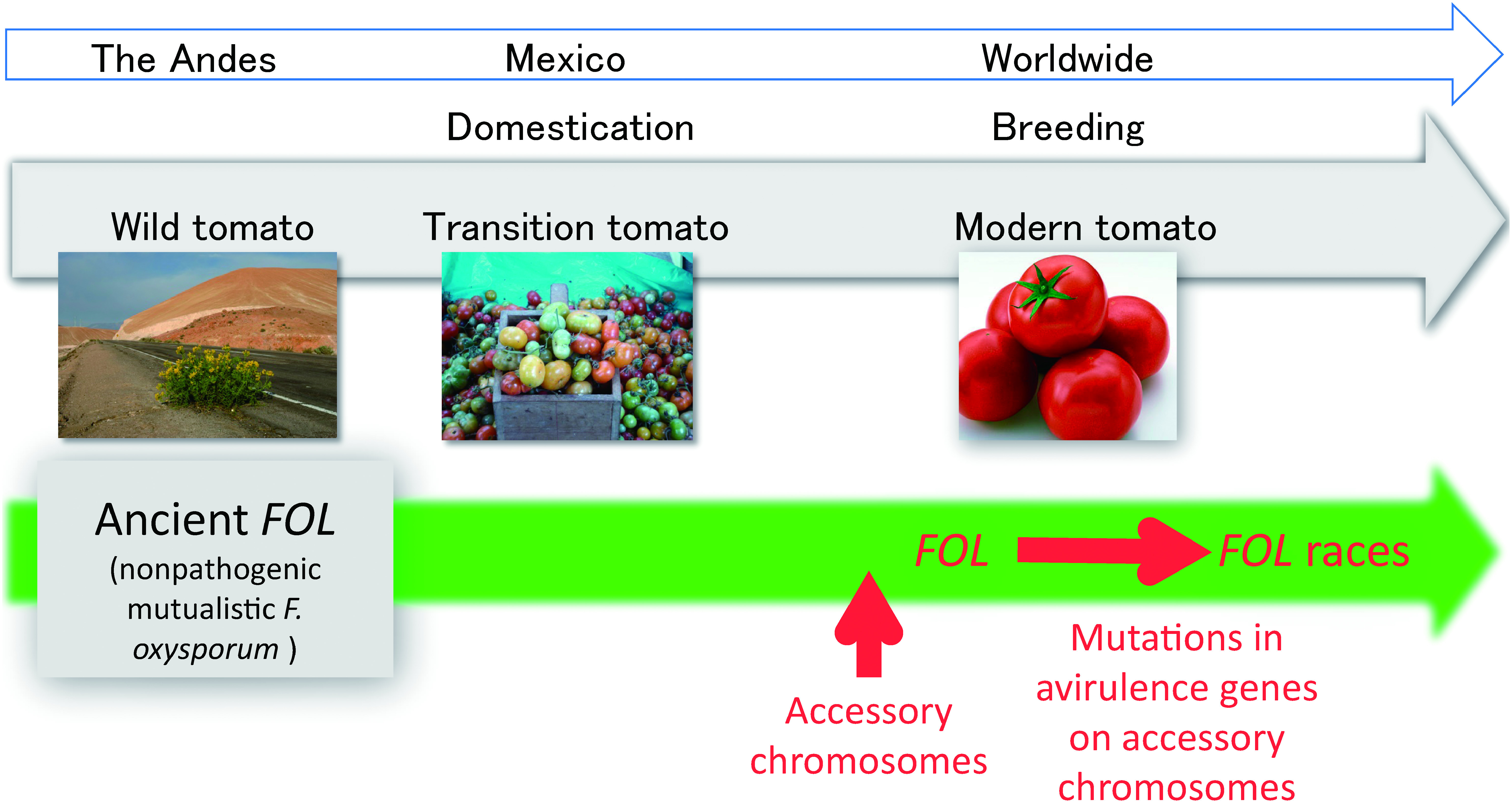 Fig. 1. Pictorial explanation of coevolution of the tomato wilt fungus, Fusarium oxysporum f. sp. lycopersici (FOL), and the tomato. The origin of FOL was the mutualistic nonpathogenic F. oxysporum that existed with the wild tomato in the Andes. During breeding, FOL emerged from the mutualistic nonpathogenic F. oxysporum by gaining accessory chromosomes carrying pathogenicity-related genes. The divergence of races in FOL occurred via mutations in avirulence genes (Table 2).