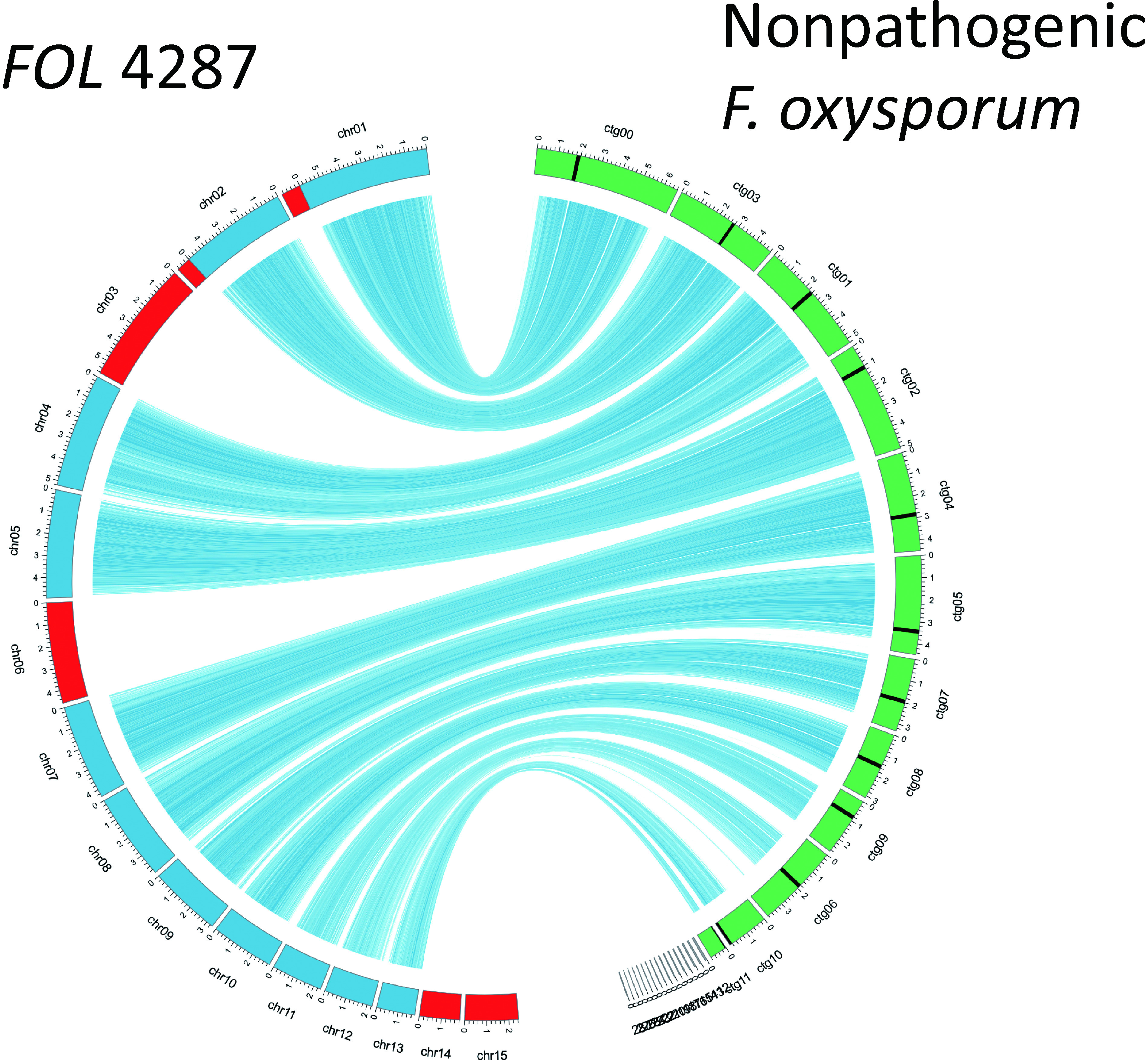 Fig. 2. Comparison of genomes of the tomato wilt fungus, Fusarium oxysporum f. sp. lycopersici (FOL) 4287, and a nonpathogenic F. oxysporum isolate.31) The core chromosomes of FOL are presented in blue and accessory chromosomes in red. The chromosomes of a nonpathogenic F. oxysporum isolate are presented in green.