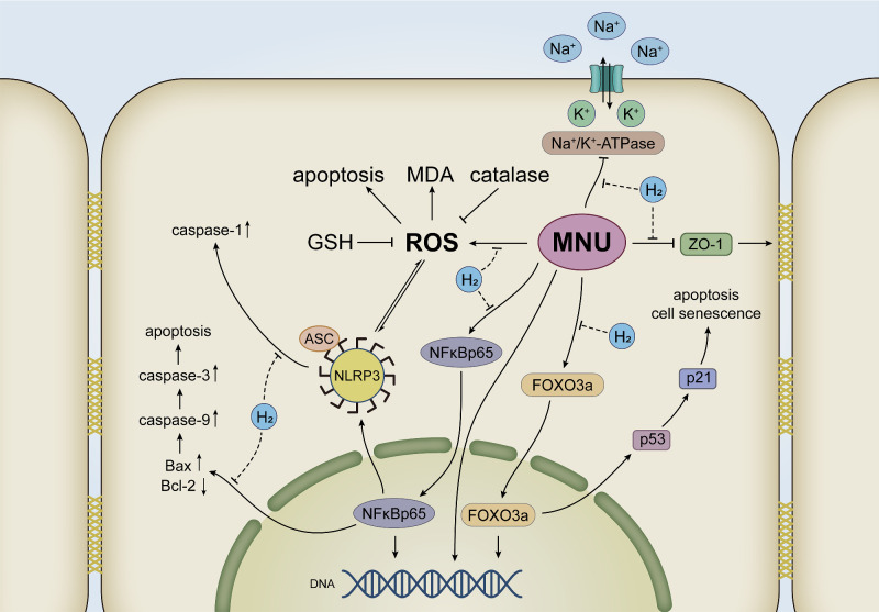 Figure 14.