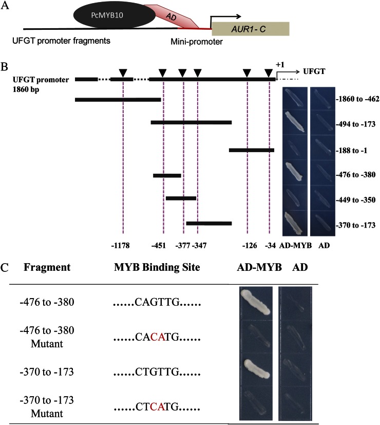 Figure 4.