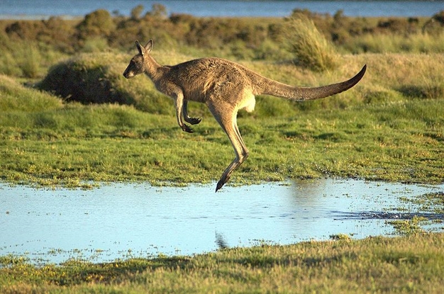 Comparative genomic analysis of retrotransposons, also known as jumping genes, helps refine the long-debated marsupial family tree, placing the ancient roots of Australia's trademark kangaroo and its evolutionary relatives in South America. (Image: PanBK/Wikimedia)