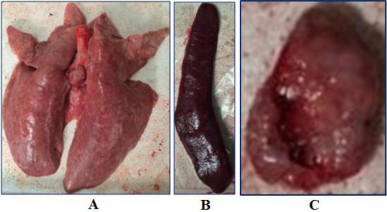 Fig. (3)