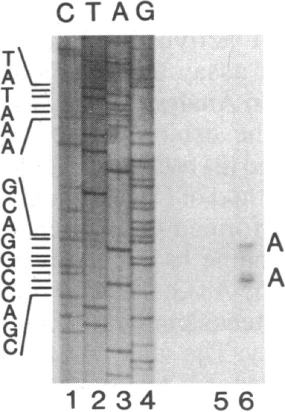 graphic file with name pnas00252-0131-a.jpg