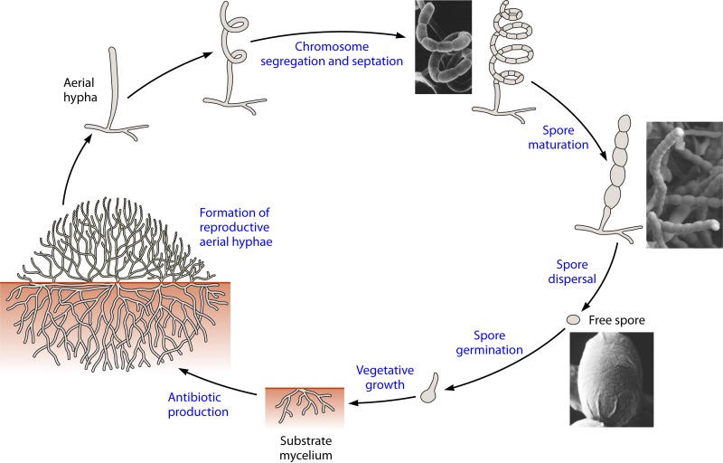 FIG 1