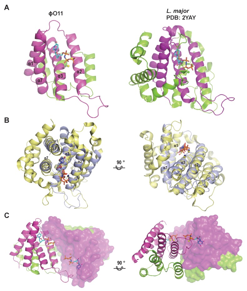 Figure 2—figure supplement 1.