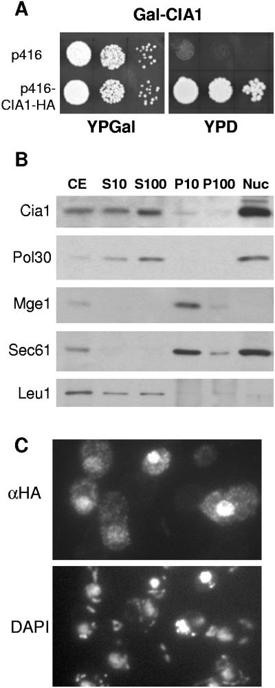 FIG. 2.