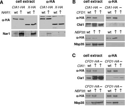 FIG. 6.