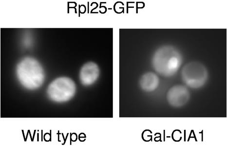 FIG. 7.