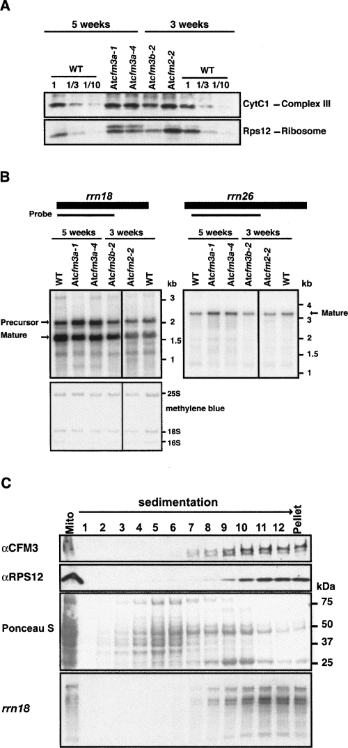 FIGURE 10.