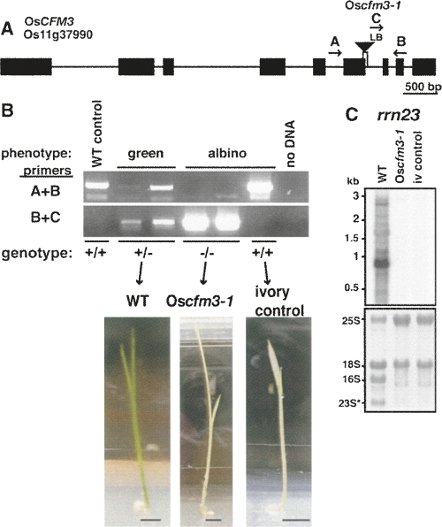 FIGURE 7.