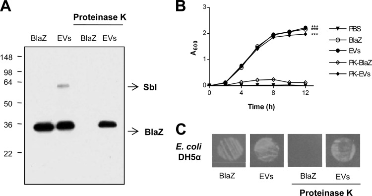 Fig 5