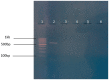 Fig 7
