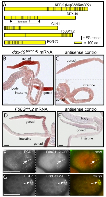 Fig. 9.