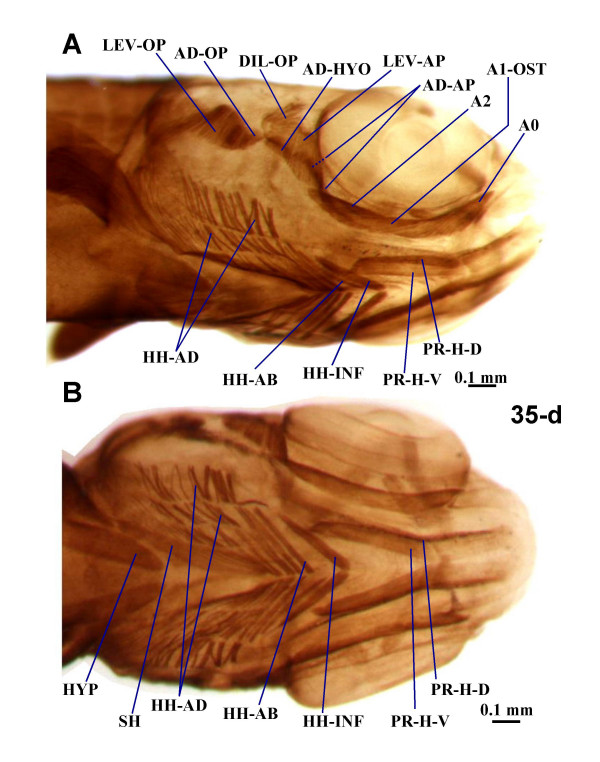 Development of mandibular, hyoid and hypobranchial muscles in the ...