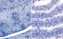 Extended Data Fig. 4