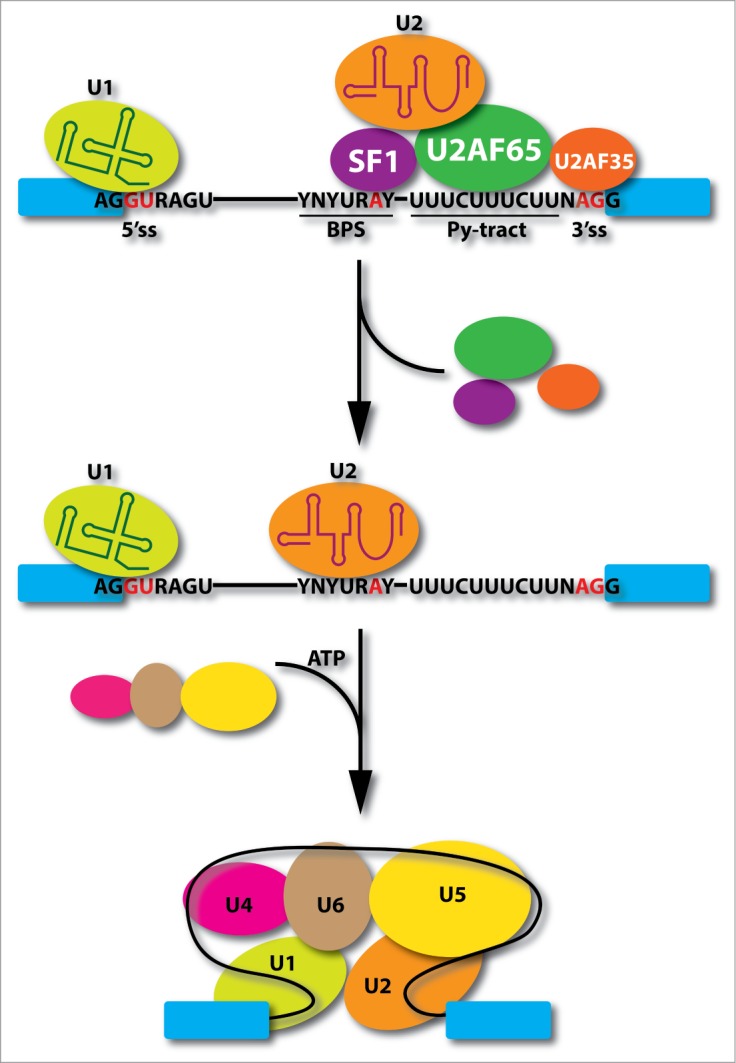 Figure 1.