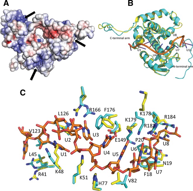 FIGURE 4.