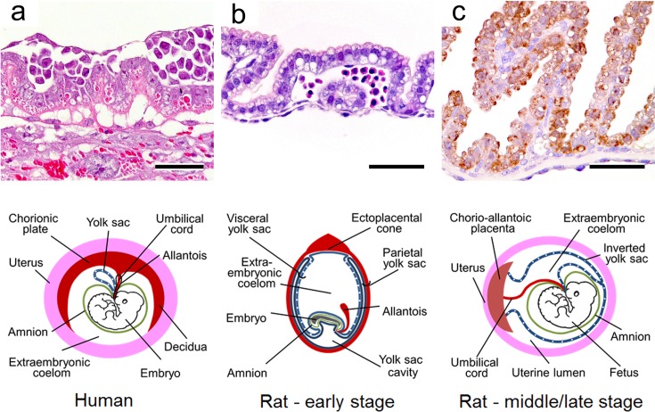 Fig. 9.