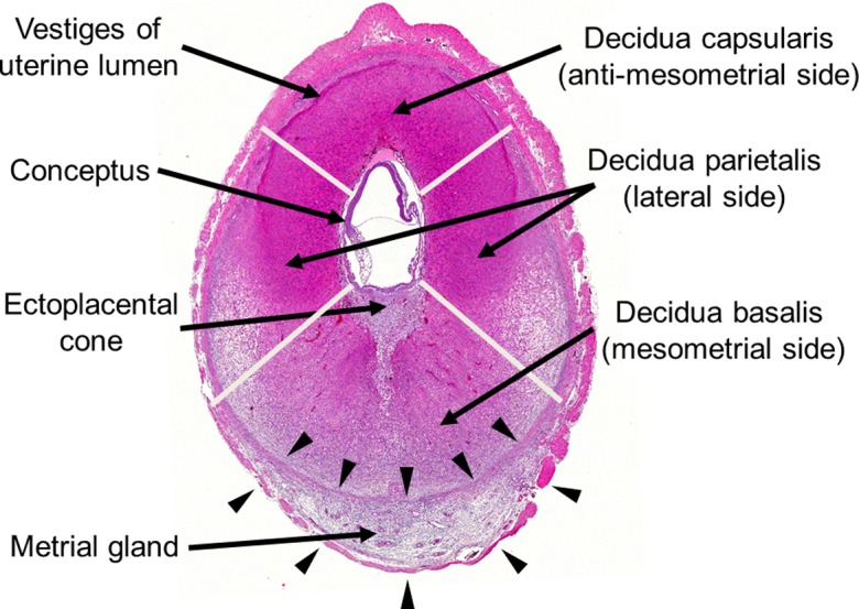 Fig. 10.