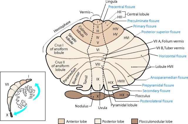 Fig 1.