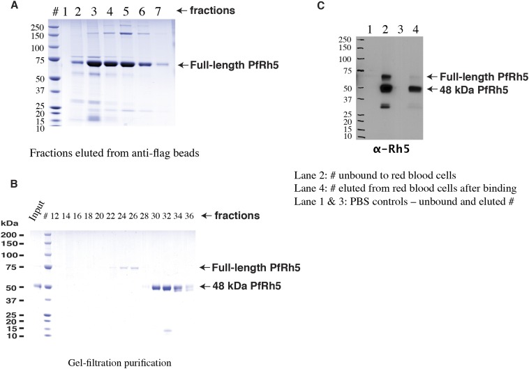 Figure 1—figure supplement 1.