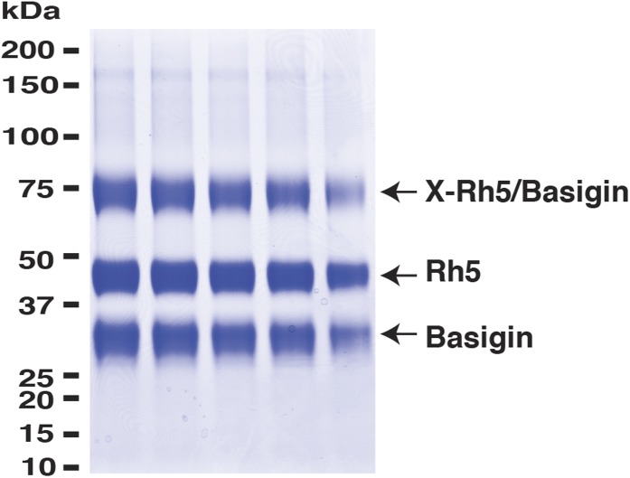 Figure 1—figure supplement 2.