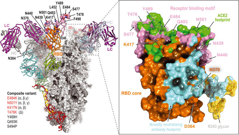 Immune escape at the SARS-CoV-2 spike protein RBD.