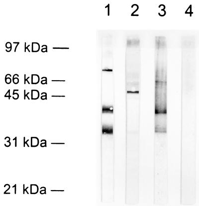 FIG. 8