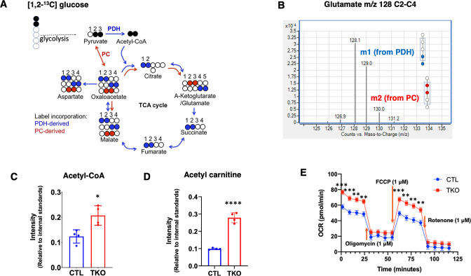 Figure 6—figure supplement 1.