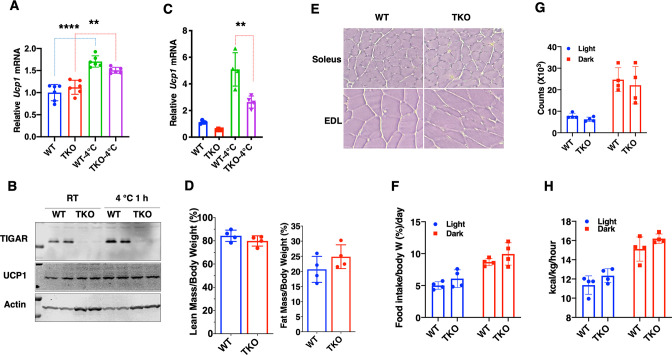 Figure 1—figure supplement 1.