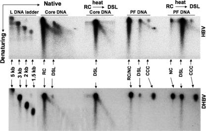 FIG. 5.