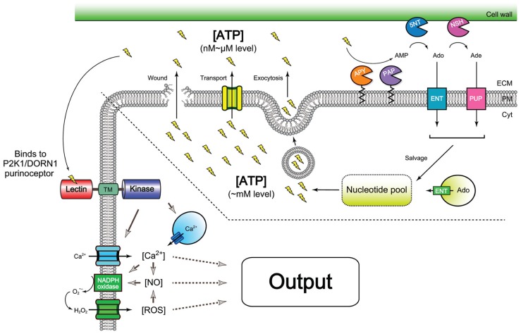 FIGURE 2