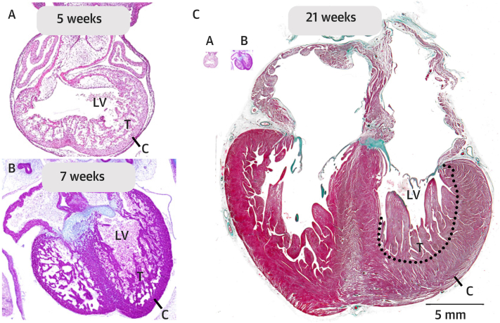 Figure 1