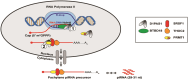 Graphical Abstract