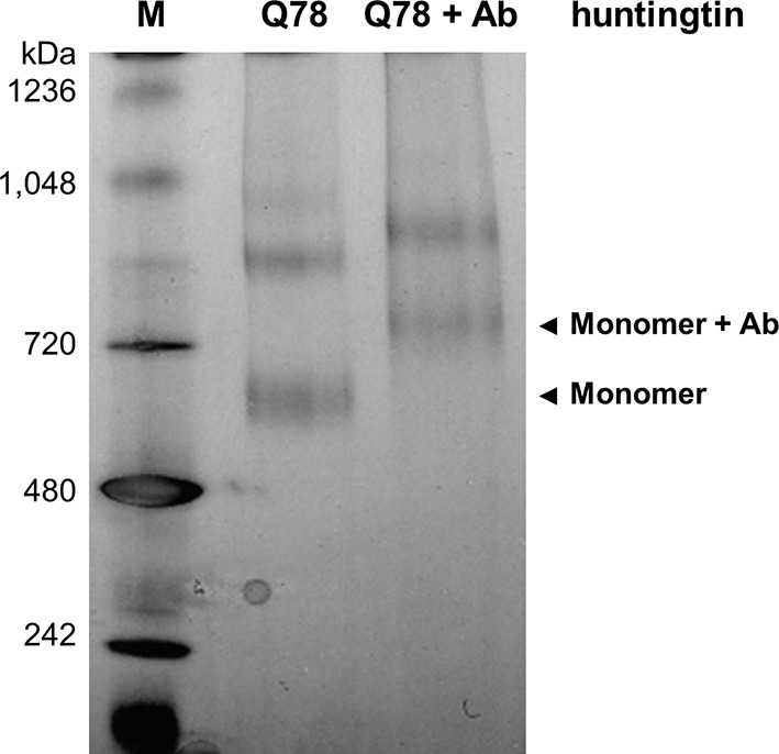 Figure 3—figure supplement 1.