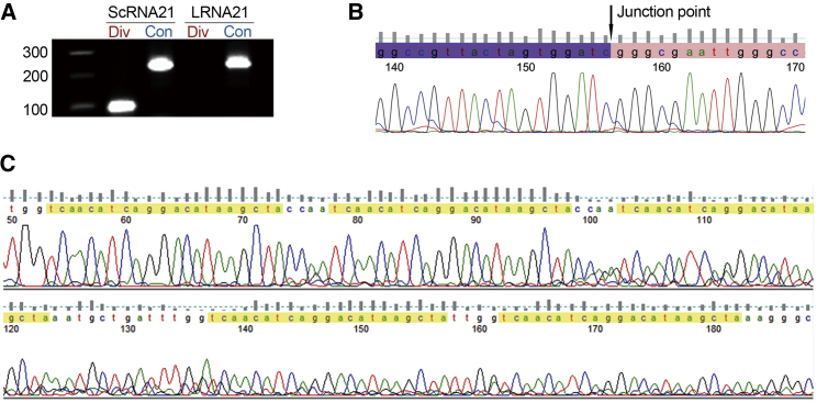 Figure 3