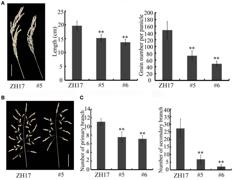 Figure 5