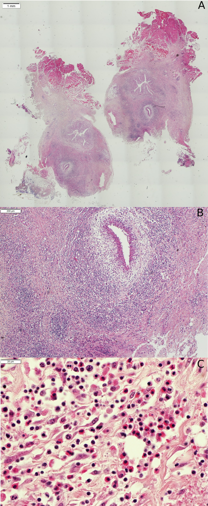 Supplementary Fig. 1.