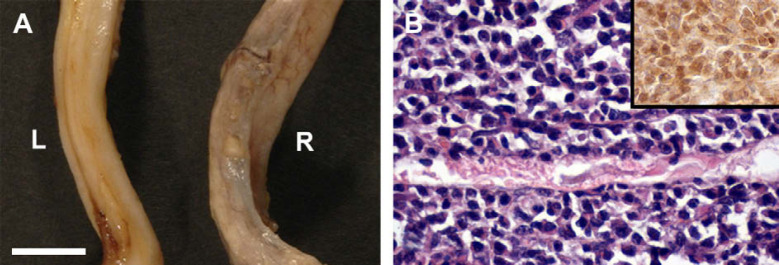 Fig 2.