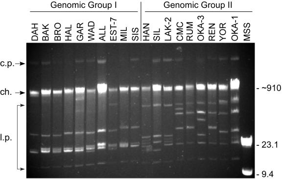 FIG. 1.